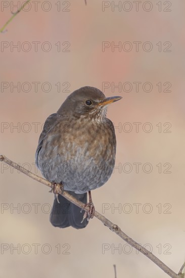 Blackbird (Turdus merula), female, sitting on a thin branch, wildlife, winter, animals, birds, songbird, Siegerland, North Rhine-Westphalia, Germany