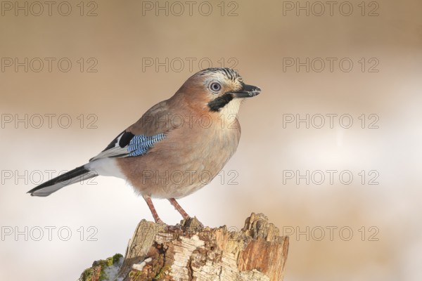 Eurasian Jay (Garrulus glandarius) sitting on an old birch tree, wildlife, corvid, nature photography, winter, Siegerland, North Rhine-Westphalia, Germany