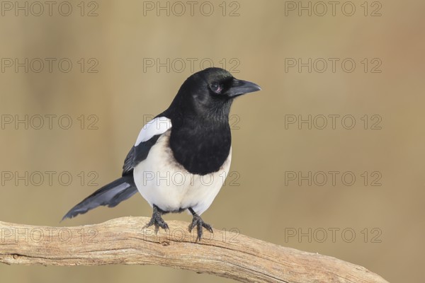 Magpie, (Pica pica) sitting on a branch with black and white feathers, wildlife, corvid, nature photography, Siegerland, North Rhine-Westphalia, Germany