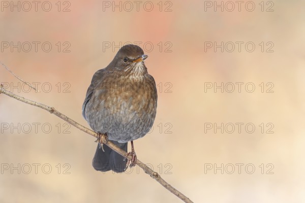Blackbird (Turdus merula), female, sitting on a thin branch, wildlife, winter, animals, birds, songbird, Siegerland, North Rhine-Westphalia, Germany