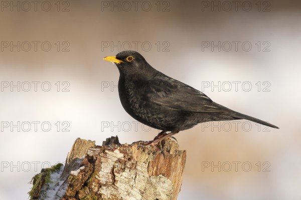 Blackbird (Turdus merula), male sitting on an old birch tree, wildlife, corvid, nature photography, winter, Siegerland, North Rhine-Westphalia, Germany