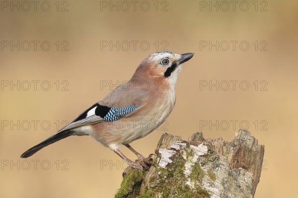 Eurasian Jay (Garrulus glandarius) sitting on a birch overgrown with moss, wildlife, corvid, nature photography, winter, Siegerland, North Rhine-Westphalia, Germany