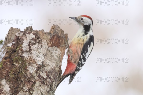 Middle spotted woodpecker (Dendrocopos medius) on an old birch tree overgrown with moss, Wildlife, Woodpeckers, Nature photography, Winter, Neunkirchen, Siegerland, North Rhine-Westphalia, Germany