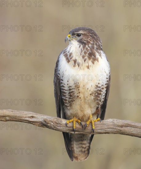 Buzzard (Buteo buteo) sitting attentively on a branch, wildlife, animals, birds, bird of prey, nature photography, winter, Siegerland, North Rhine-Westphalia, Germany