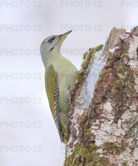 Grey-headed woodpecker (Picus canus), or great spotted woodpecker, female on a birch overgrown with moss, wildlife, woodpeckers, bird, nature photography, winter, Neunkirchen, Siegerland, North Rhine-Westphalia, Germany
