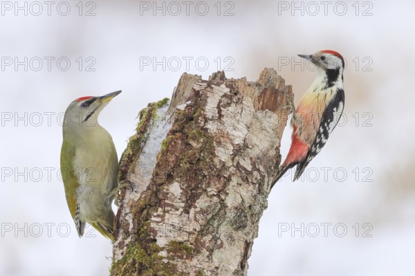 Grey-headed woodpecker (Picus canus), or lesser spotted woodpecker, male and middle spotted woodpecker (Dendrocopos medius) on an old birch overgrown with moss, Wildlife, woodpeckers, nature photography, winter, Neunkirchen, Siegerland, North Rhine-Westphalia, Germany