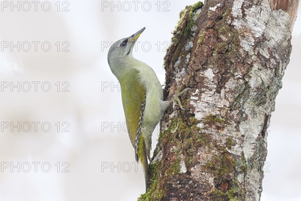 Grey-headed woodpecker (Picus canus), or great spotted woodpecker, female on a birch overgrown with moss, wildlife, woodpeckers, bird, nature photography, winter, Neunkirchen, Siegerland, North Rhine-Westphalia, Germany