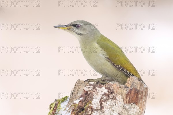 Grey-headed woodpecker (Picus canus), or great spotted woodpecker, female at a birch tree, wildlife, woodpeckers, bird, nature photography, winter, Neunkirchen, Siegerland, North Rhine-Westphalia, Germany