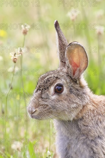 Wild rabbit (Oryctolagus cuniculus), sitting in a meadow, animal portrait, fully grown, alert, wildlife, animals, rodent, Podersdorf, Lake Neusiedl-Seewinkel National Park, Burgenland, Austria
