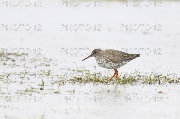 Redshank (Tringa totanus) standing on a flooded meadow in the morning mist, snipe bird, spring, wildlife, Hüde, Ochsenmoor, Dümmer See, Hüde, Lower Saxony, Germany