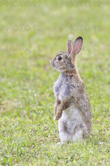 Wild rabbit (Oryctolagus cuniculus), sitting in a meadow, making mate, erect, fully grown, alert, wildlife, animals, rodent, Podersdorf, Lake Neusiedl-Seewinkel National Park, Burgenland, Austria