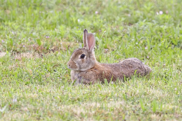 Wild rabbit (Oryctolagus cuniculus), lying in a meadow, fully grown, alert, wildlife, animals, rodent, Podersdorf, Lake Neusiedl-Seewinkel National Park, Burgenland, Austria