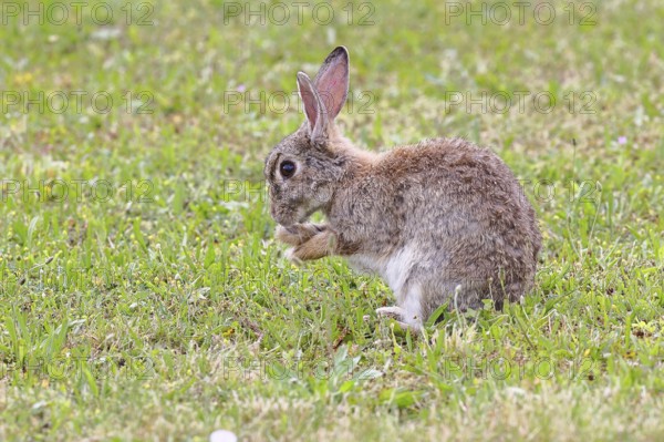 Wild rabbit (Oryctolagus cuniculus), sitting in a meadow and cleaning itself, fully grown, alert, wildlife, animals, rodent, Podersdorf, Lake Neusiedl-Seewinkel National Park, Burgenland, Austria