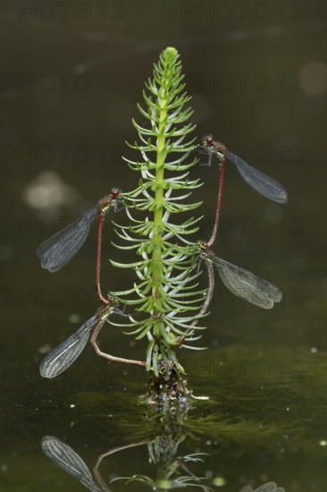 Large red damselfly (Pyrrhosoma nymphula) two pairs of adult insects mating on pond weed in summer, England, United Kingdom