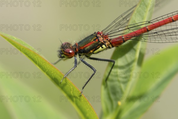 Large red damselfly (Pyrrhosoma nymphula) adult insect resting on a plant leaf in summer, England, United Kingdom