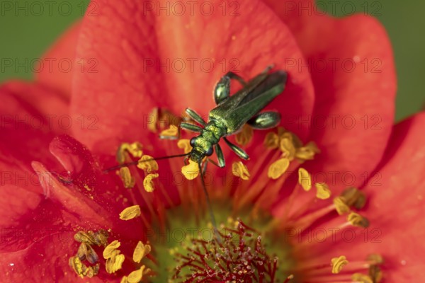 Thick-legged flower beetle (Oedemera nobilis) adult insect on a Geum garden red flower in summer, England, United Kingdom