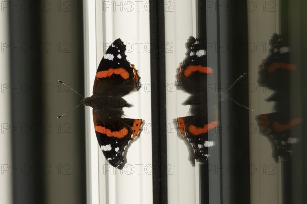 Red admiral butterfly (Vanessa atalanta) adult insect on a house conservatory window frame in summer, England, United Kingdom
