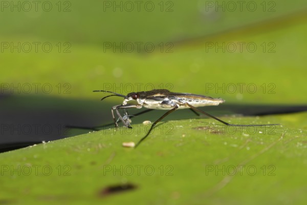 Common pond skater (Gerris lacustris) adult insect feeding on an aphid on a water lily pad or leaf on the water surface of a garden pond, England, United Kingdom