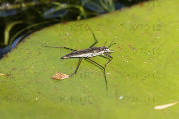 Common pond skater (Gerris lacustris) adult insect on a water lily pad or leaf on the water surface of a garden pond, England, United Kingdom