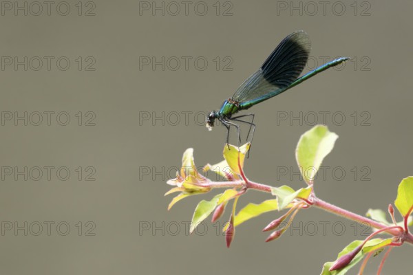 Banded demoiselle damselfly (Calopteryx splendens) adult male insect feeding on a Whitefly on a garden Fuchsia plant in summer, England, United Kingdom