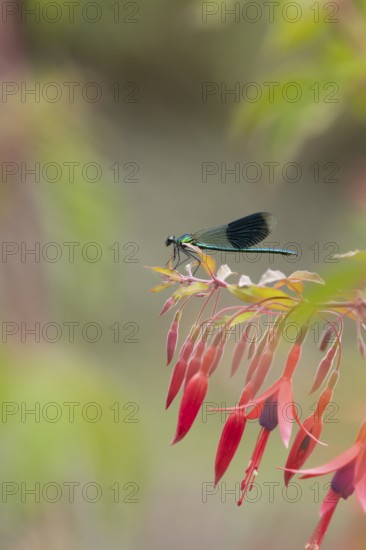 Banded demoiselle damselfly (Calopteryx splendens) adult male insect on a garden flowering Fuchsia plant in summer, England, United Kingdom