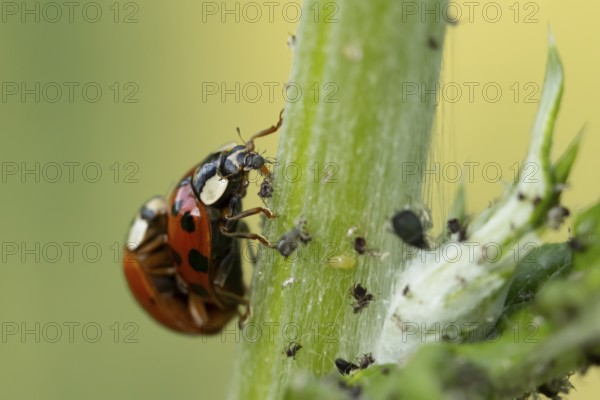 Harlequin ladybird or ladybug (Harmonia axyridis) two adult insects mating on a garden plant stem in summer, England, United Kingdom