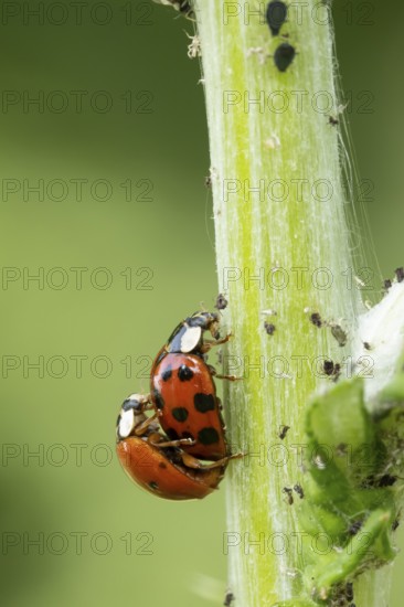 Harlequin ladybird or ladybug (Harmonia axyridis) two adult insects mating on a garden plant stem in summer, England, United Kingdom