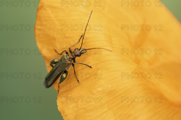 Thick-legged flower beetle (Oedemera nobilis) adult insect on a Spanish orange poppy garden flower petal in summer, England, United Kingdom