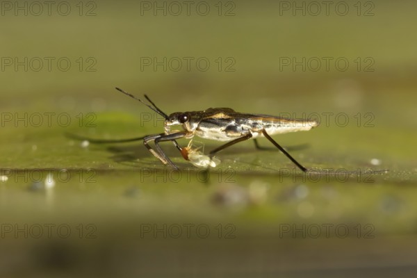 Common pond skater (Gerris lacustris) adult insect feeding on a Whitefly on a water lily pad or leaf on the water surface of a garden pond, England, United Kingdom