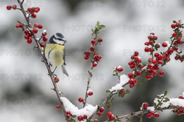 Blue tit (Parus caerulea), Emsland, Lower Saxony, Germany