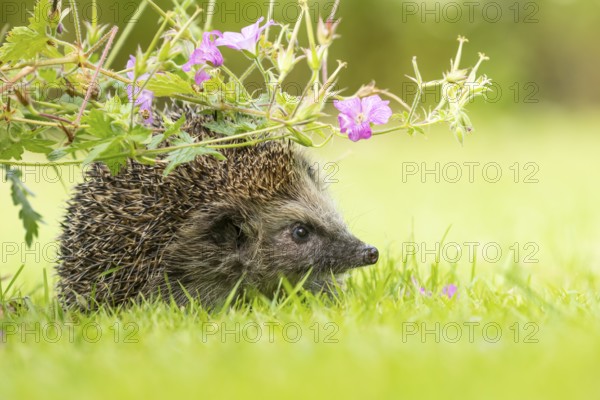 European hedgehog (Erinaceus europaeus) adult animal in a garden under a flowering geranium plant in summer, England, United Kingdom