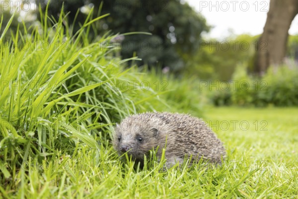 European hedgehog (Erinaceus europaeus) adult animal on a garden grass lawn next to a patch of long grass, England, United Kingdom