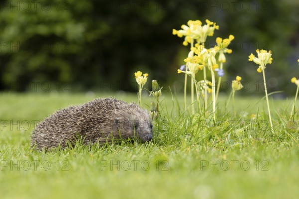 European hedgehog (Erinaceus europaeus) adult animal on a garden grass lawn with Cowslip flowers in springtime, England, United Kingdom