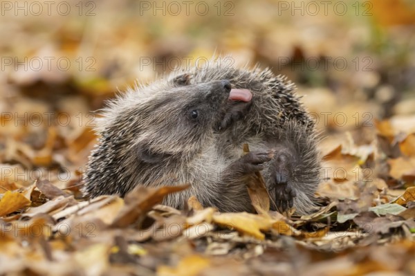 European hedgehog (Erinaceus europaeus) adult animal self anointing or salivating itself on fallen autumn leaves, England, United Kingdom