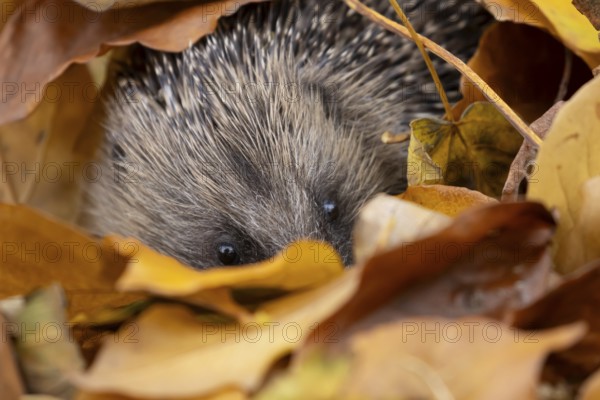 European hedgehog (Erinaceus europaeus) adult animal amongst fallen autumn leaves during hibernation, England, United Kingdom