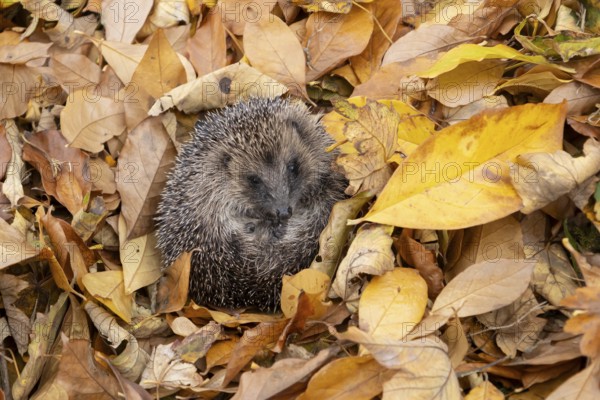 European hedgehog (Erinaceus europaeus) adult animal resting on fallen autumn leaves during hibernation, England, United Kingdom