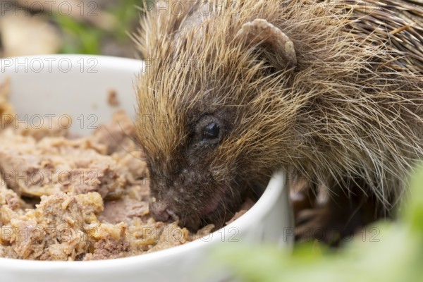 European hedgehog (Erinaceus europaeus) adult animal feeding on wet dog food in a bowl in a garden in autumn, England, United Kingdom