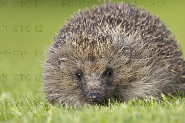 European hedgehog (Erinaceus europaeus) adult animal on a garden grass lawn, England, United Kingdom