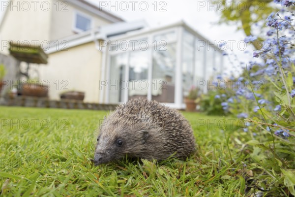 European hedgehog (Erinaceus europaeus) adult animal on a garden grass lawn with a house conservatory in the background in spring, England, United Kingdom