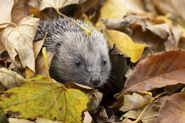 European hedgehog (Erinaceus europaeus) adult animal amongst fallen autumn leaves, England, United Kingdom