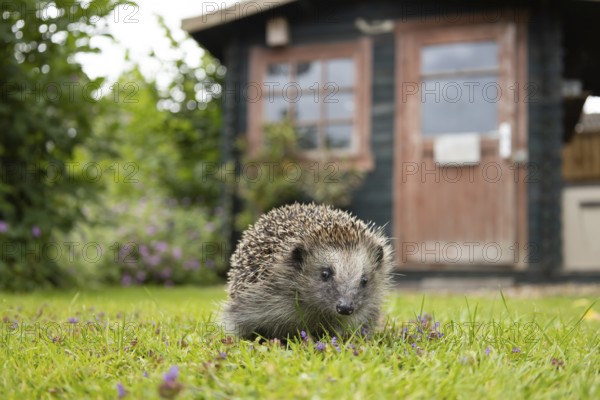 European hedgehog (Erinaceus europaeus) adult animal on a garden grass lawn with a shed in the background in summer, England, United Kingdom