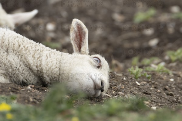 Domestic sheep (Ovis aries) juvenile baby lamb farm animal laying its head on the ground, England, United Kingdom