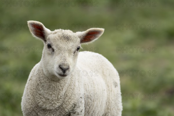 Domestic sheep (Ovis aries) juvenile baby lamb farm animal in a field, England, United Kingdom