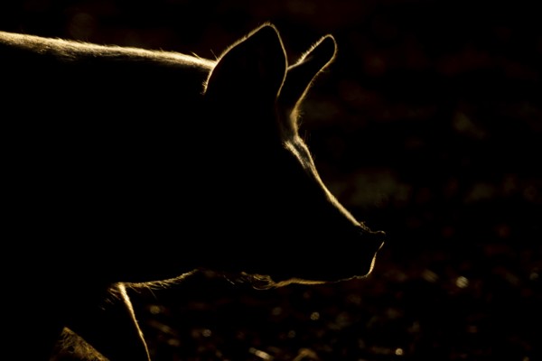 Domestic pig (Sus domesticus) adult farm animal head portrait backlit, England, United Kingdom