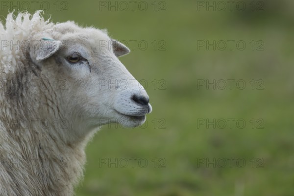 Domestic sheep (Ovis aries) adult ewe farm animal standing in a grass field, England, United Kingdom