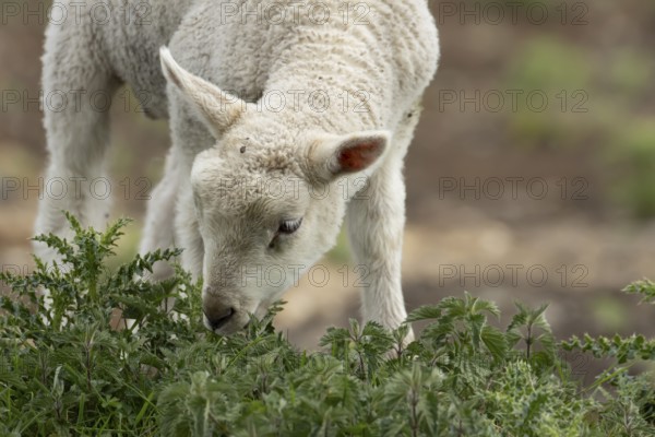 Domestic sheep (Ovis aries) juvenile baby lamb farm animal feeding on grass amongst stinging nettles and thistles, England, United Kingdom