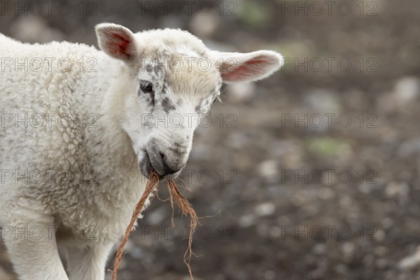 Domestic sheep (Ovis aries) juvenile baby lamb farm animal with a piece of rope in its mouth, England, United Kingdom