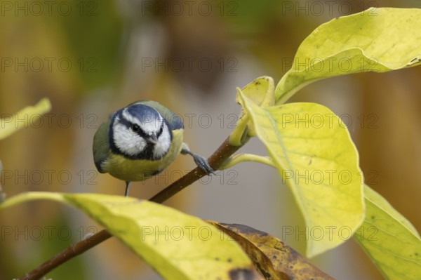 Blue tit (Cyanistes caeruleus) adult garden bird on a magnolia tree branch amongst autumn colour leaves, England, United Kingdom