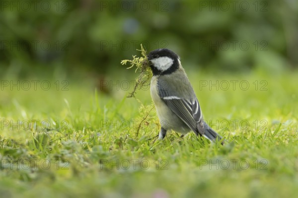 Great tit (Parus major) adult garden bird with moss for nest material in its beak in springtime, England, United Kingdom