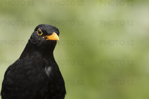 Eurasian blackbird (Turdus merula) adult male garden bird head portrait, England, United Kingdom